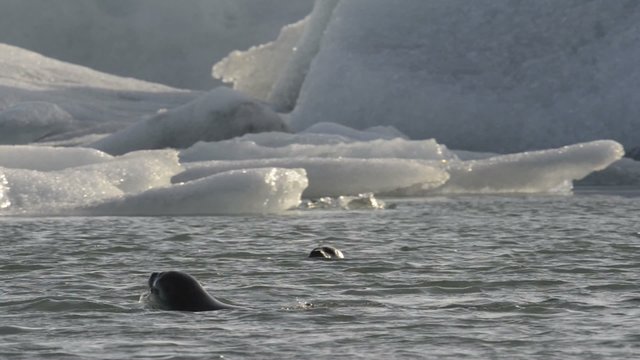 Wild Seal swimming between icebergs floating in the Jokulsarlon galcier lagoon in Iceland.