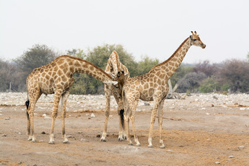 Obraz na płótnie Canvas Two giraffe bulls sniffing at one female