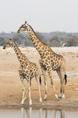 Two giraffes at waterhole