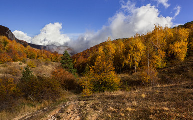Mixed forest.