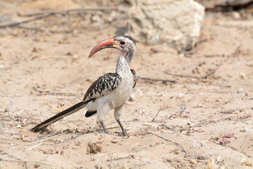 red billed hornbill