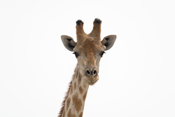 Naklejka na ściany i meble Headshot portrait of a giraffe