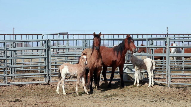 Wild Mustang Horse Mares with colts P HD 8859