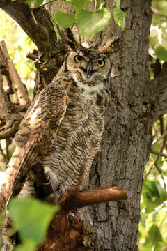 Great horned owl blending into cottonwood tree in early morning