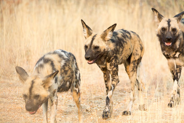 three african wild dogs walking through high grass