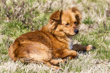 Cute little brown dog in a green field