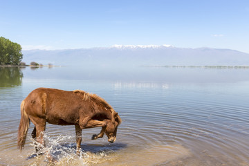  Horse drinking water in front of a lake.