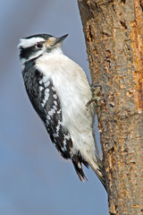 Female Downy Woodpecker