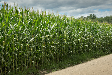 Corn Field in Summer