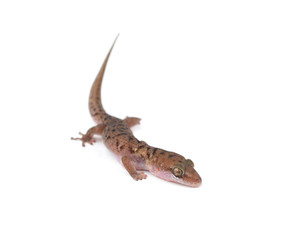 Gecko (Gekkonidae) on white background