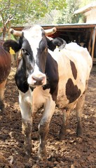 Cows on a farm growing industrial livestock