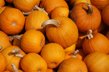 piles of pumpkins