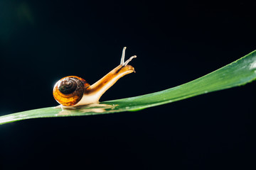 snail on the leaf against black background