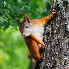 squirrel on a tree, green bokeh background