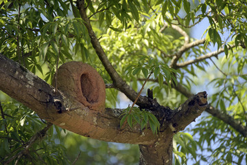 Nest of rufous ovenbird