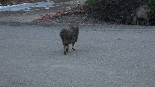 Sedona Arizona pig Javelina Peccary cross neighborhood road 4K 027