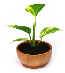 Money plant