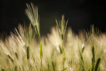 Golden wheat field with selectrive focus