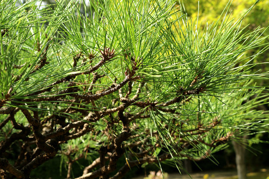 Japanese brack pine tree