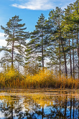 Осенний пейзаж на берегу реки. Россия,Сибирь,Новосибирская область,река Обь