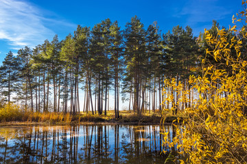 Fototapeta premium Осенний пейзаж на берегу реки. Россия,Сибирь,Новосибирская область,река Обь