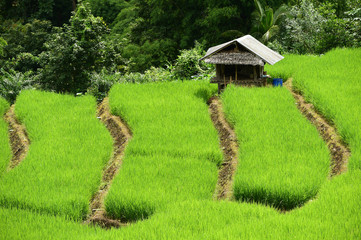 Obraz na płótnie Canvas Green Terraced Rice Field in Chiangmai, Thailand 
