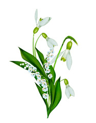 spring flowers snowdrops isolated on white background