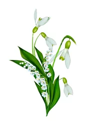 Poster Lily of the valley spring flowers snowdrops isolated on white background