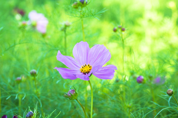 コスモスの花