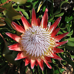 Protea, Kirstenboch Botanical Garden, Cape Town