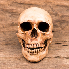 Fototapeta premium Human skull