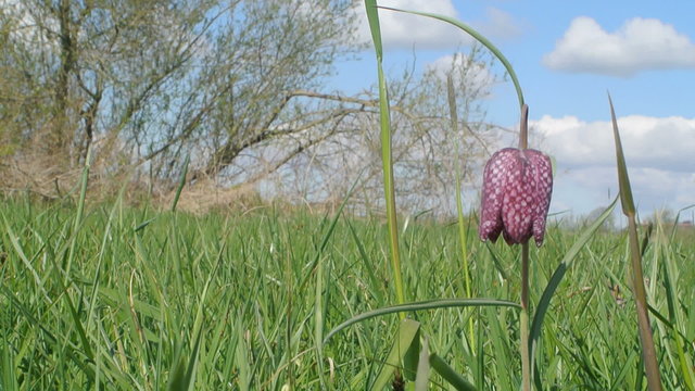 Snake's Head or Checkered Daffodil moving in the wind in a grass field on a beautiful spring day.