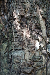 Tree bark texture