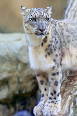 Fototapeta premium Snow leopard (Panthera uncia)