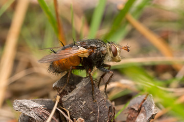 Tachinid fly, Tachina fera