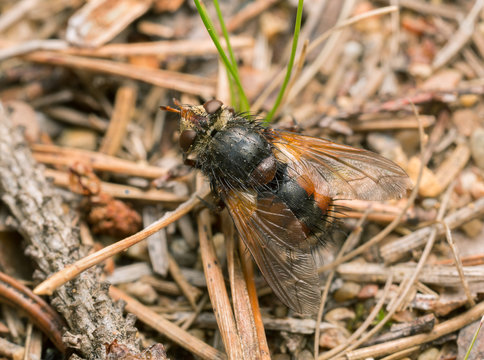 Tachinid fly, Tachina fera