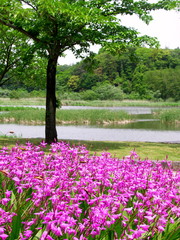 シランの花咲く公園