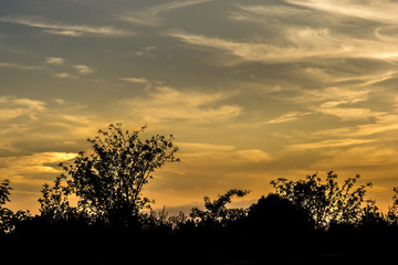 Fototapeta na wymiar Sunset with nice tree silhouette