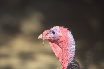 Wild turkey (Meleagris gallopavo) male close up