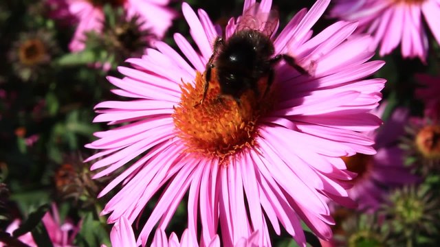 bee sitting on the asters 
