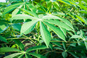 green cassava leaves