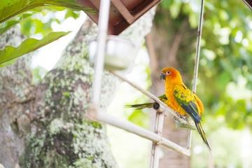 beautiful colorful parrot in the garden