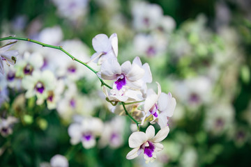 peaceful orchid 