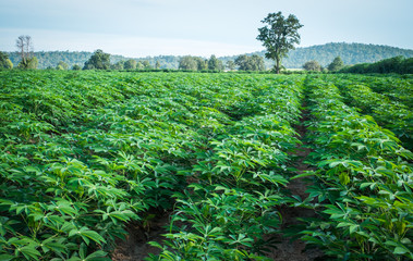 green cassava farm