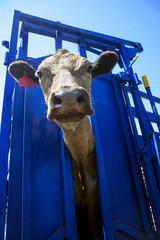 Looking up at cow in crush reading for drenching.