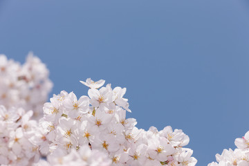 満開の桜の花