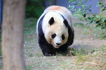 Obraz premium Giant panda (Ailuropoda melanoleuca)