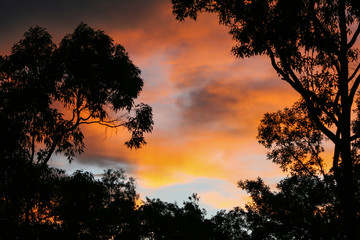 Colourful sunset with silhouetted trees.
