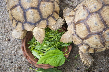 giant turtle eating vegetables in tray