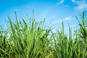 Obraz premium sugarcane leaves